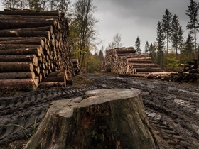 Niet alle bomen zijn een bos, al zeker niet in tuinen