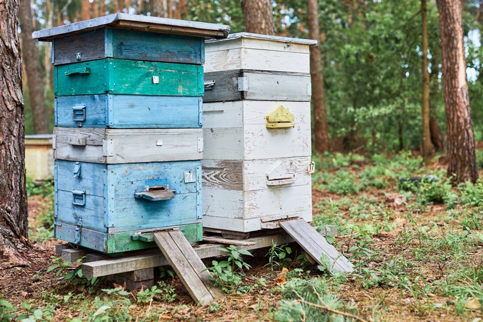 Vraag van de week | Vrijstelling voor bijenkorven en bijenstallen in agrarisch gebied - wat is het verschil tussen beide?